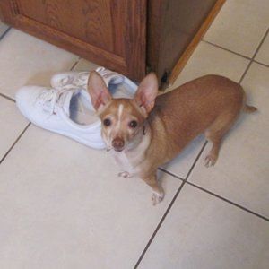 Meet your Posher, El